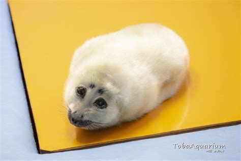 fake seal niko|niko the baby seal.